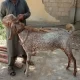 Active bakra makah chenna