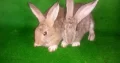 fancy rabbit bunnys pair small ear and small size