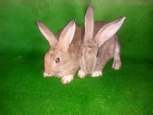 fancy rabbit bunnys pair small ear and small size