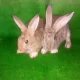 fancy rabbit bunnys pair small ear and small size