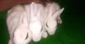 fancy rabbit bunnys pair small ear and small size