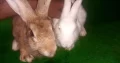 fancy rabbit bunnys pair small ear and small size