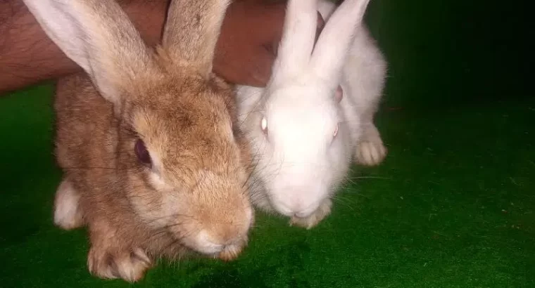 fancy rabbit bunnys pair small ear and small size