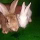 fancy rabbit bunnys pair small ear and small size