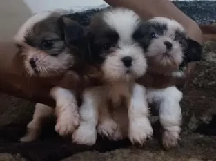 Shihtzu puppies