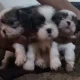 Shihtzu puppies