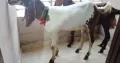 Bakra Jori For Sale