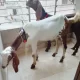 Bakra Jori For Sale