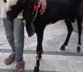 Mr Stark Bakra For sale