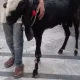 Mr Stark Bakra For sale