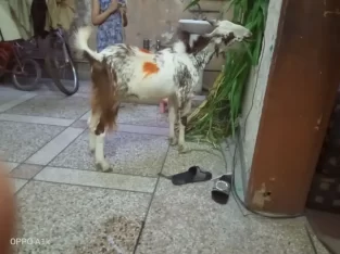 Andu bakra for qurbani