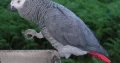 African grey parrot. Age 4 years.