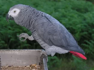 African grey parrot. Age 4 years.