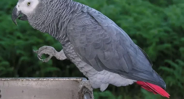 African grey parrot. Age 4 years.