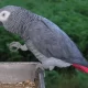 African grey parrot. Age 4 years.