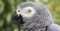 African grey parrot. Age 4 years.