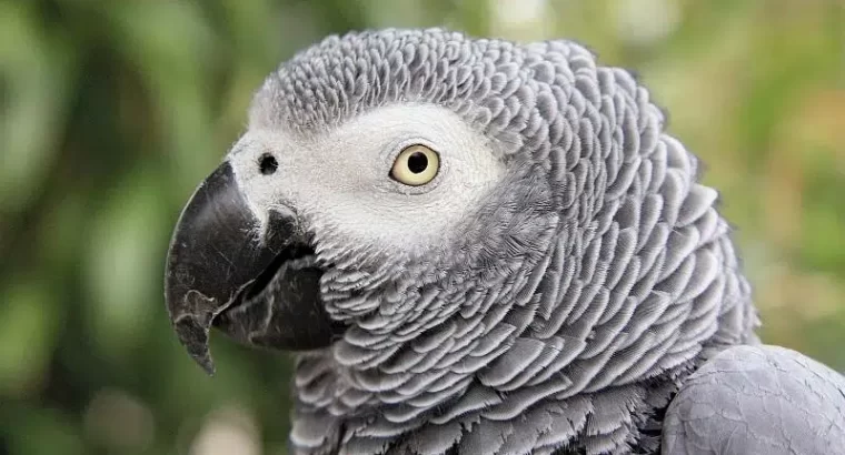 African grey parrot. Age 4 years.