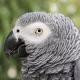 African grey parrot. Age 4 years.