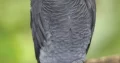 African grey parrot. Age 4 years.