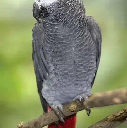 African grey parrot. Age 4 years.