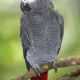 African grey parrot. Age 4 years.