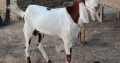 Bakra for sell colour white in brown