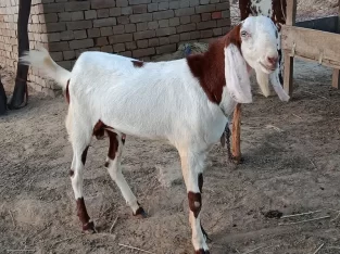 Bakra for sell colour white in brown