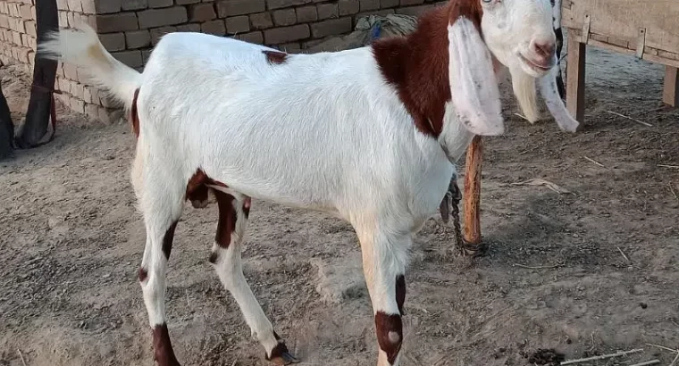 Bakra for sell colour white in brown