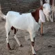 Bakra for sell colour white in brown