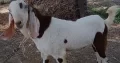 Bakra for sell colour white in brown