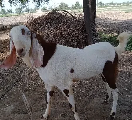 Bakra for sell colour white in brown