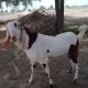 Bakra for sell colour white in brown