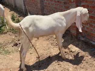 dasi bakra urgent sale