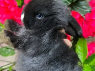 Breed of Imported Show quality bunny