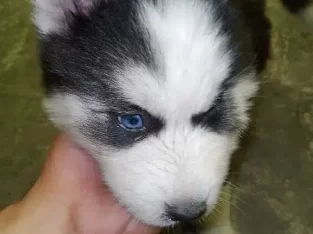 PURE SİBERİAN HUSKEY triple coated IMPORTED BREED