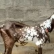 abluck, maki cheena Bakra for sale all 7 Bakra and