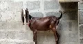 abluck, maki cheena Bakra for sale all 7 Bakra and