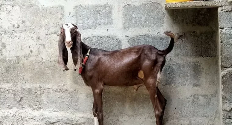 abluck, maki cheena Bakra for sale all 7 Bakra and