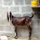 abluck, maki cheena Bakra for sale all 7 Bakra and