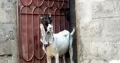 abluck, maki cheena Bakra for sale all 7 Bakra and