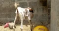 abluck, maki cheena Bakra for sale all 7 Bakra and