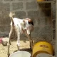 abluck, maki cheena Bakra for sale all 7 Bakra and