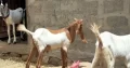 abluck, maki cheena Bakra for sale all 7 Bakra and