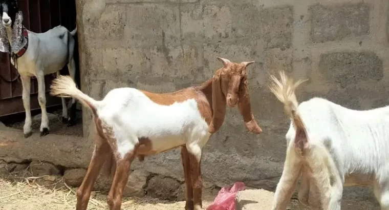 abluck, maki cheena Bakra for sale all 7 Bakra and