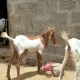 abluck, maki cheena Bakra for sale all 7 Bakra and