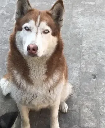 Husky Breeder Females