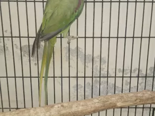 Parrots For Sale