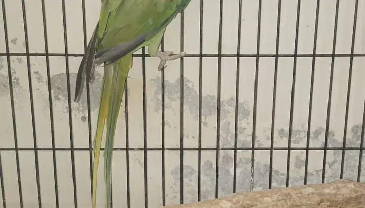 Parrots For Sale