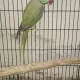 Parrots For Sale