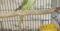 Parrots For Sale